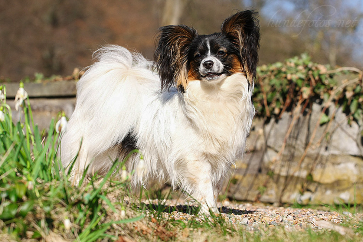 Papillon