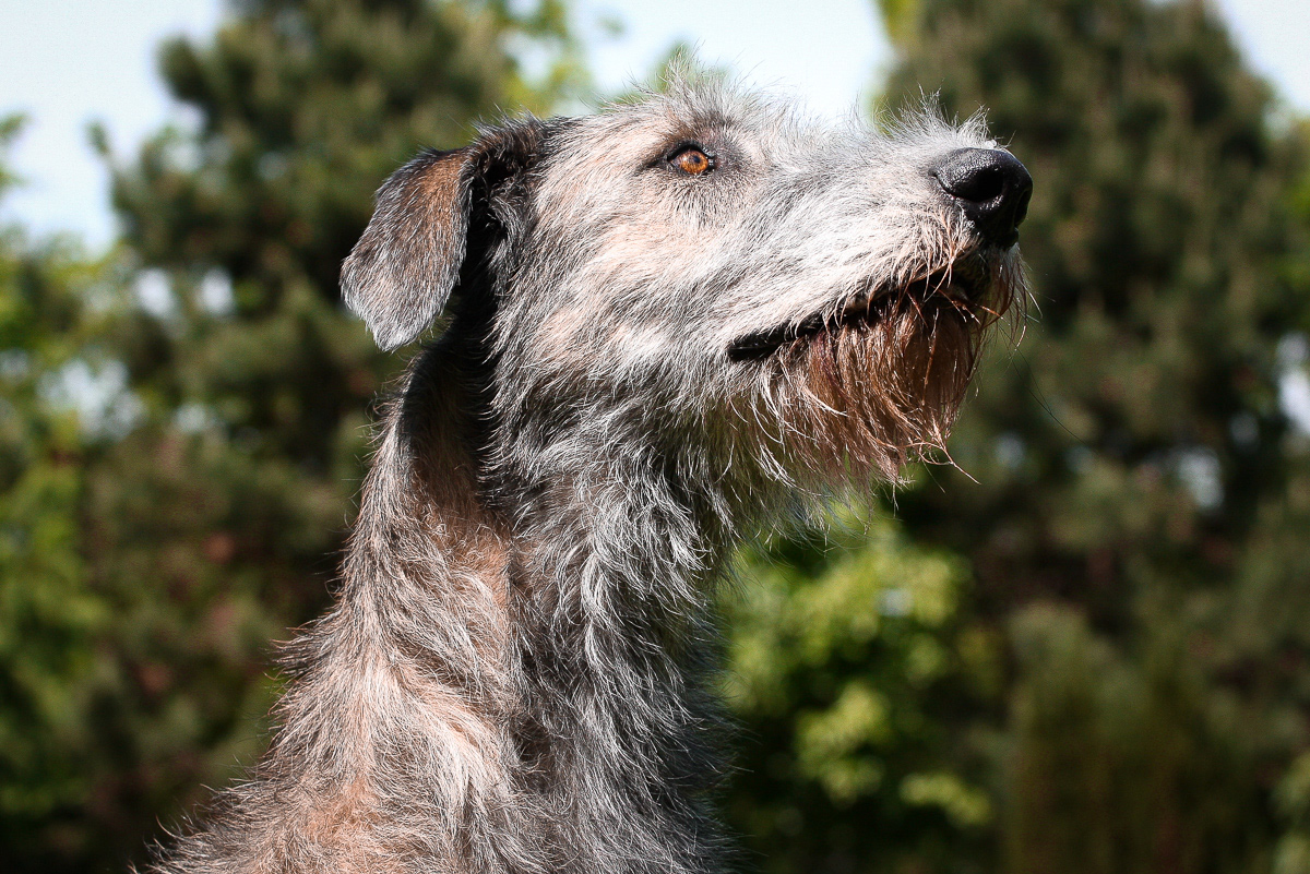 Irischer Wolfshund