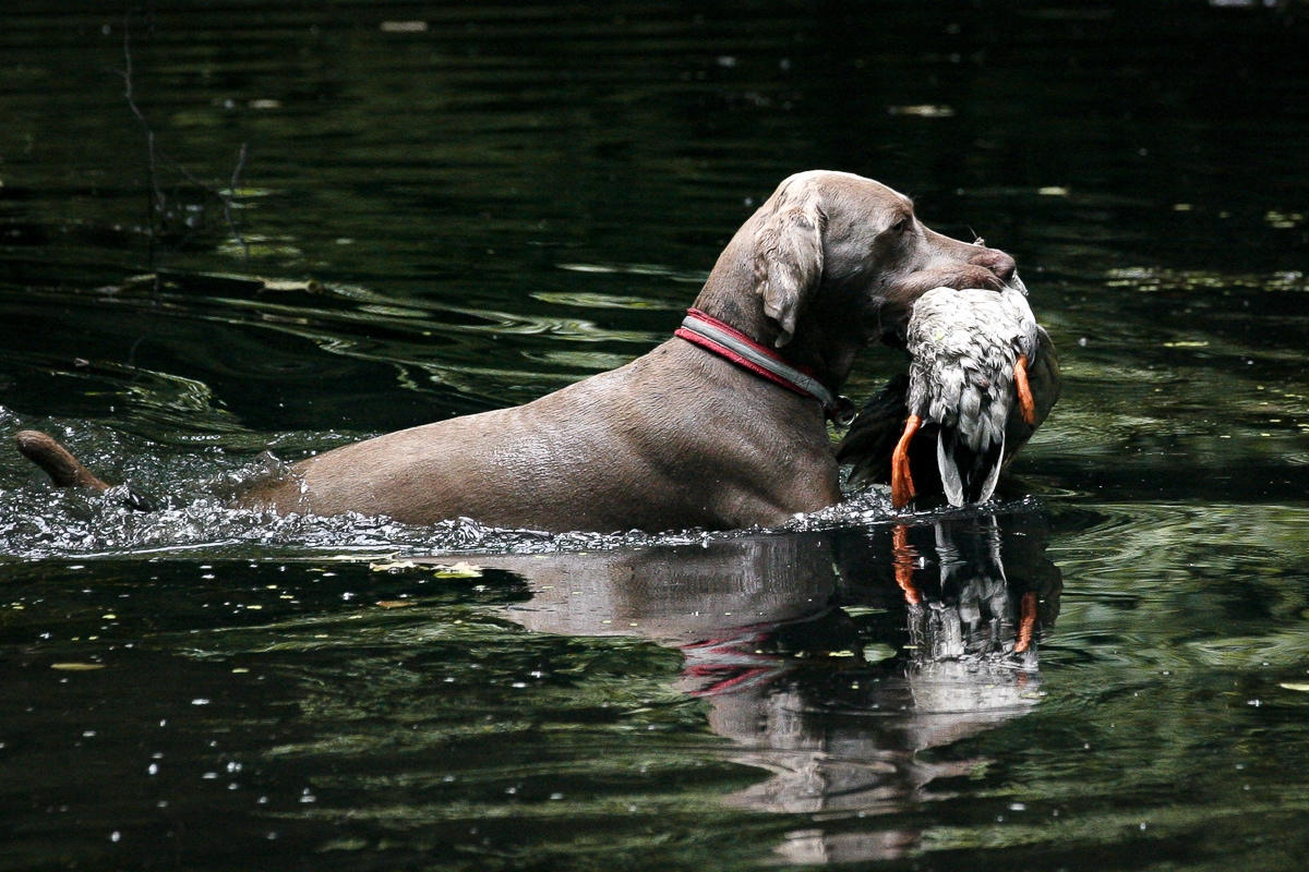 Weimaraner