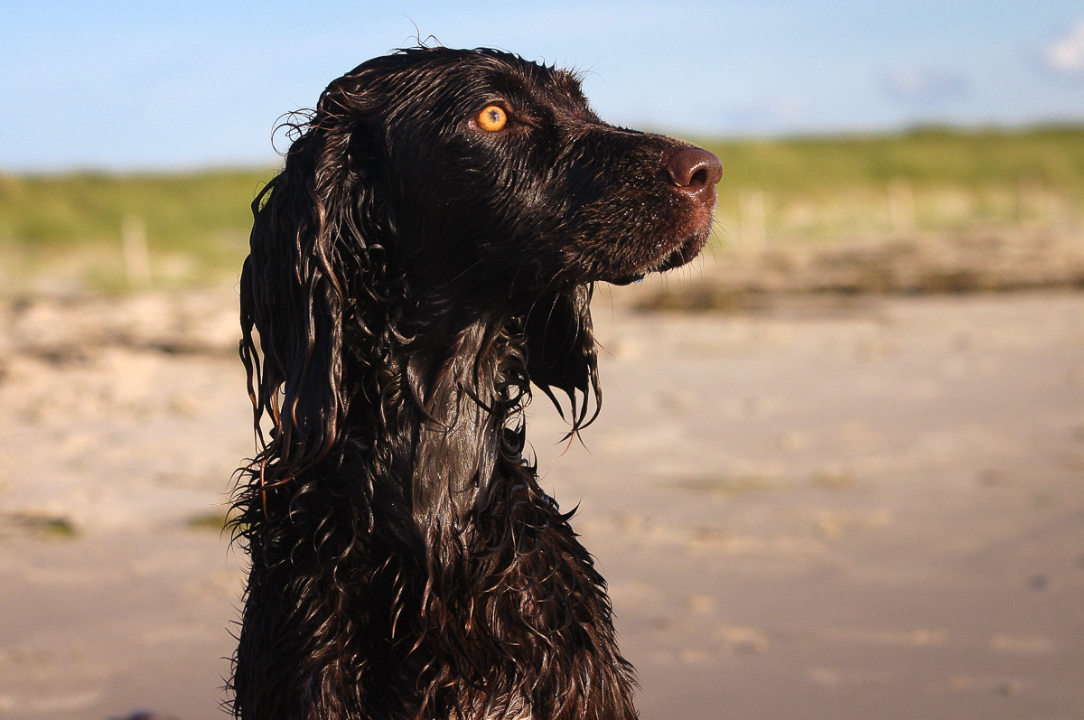 Wachtelhund