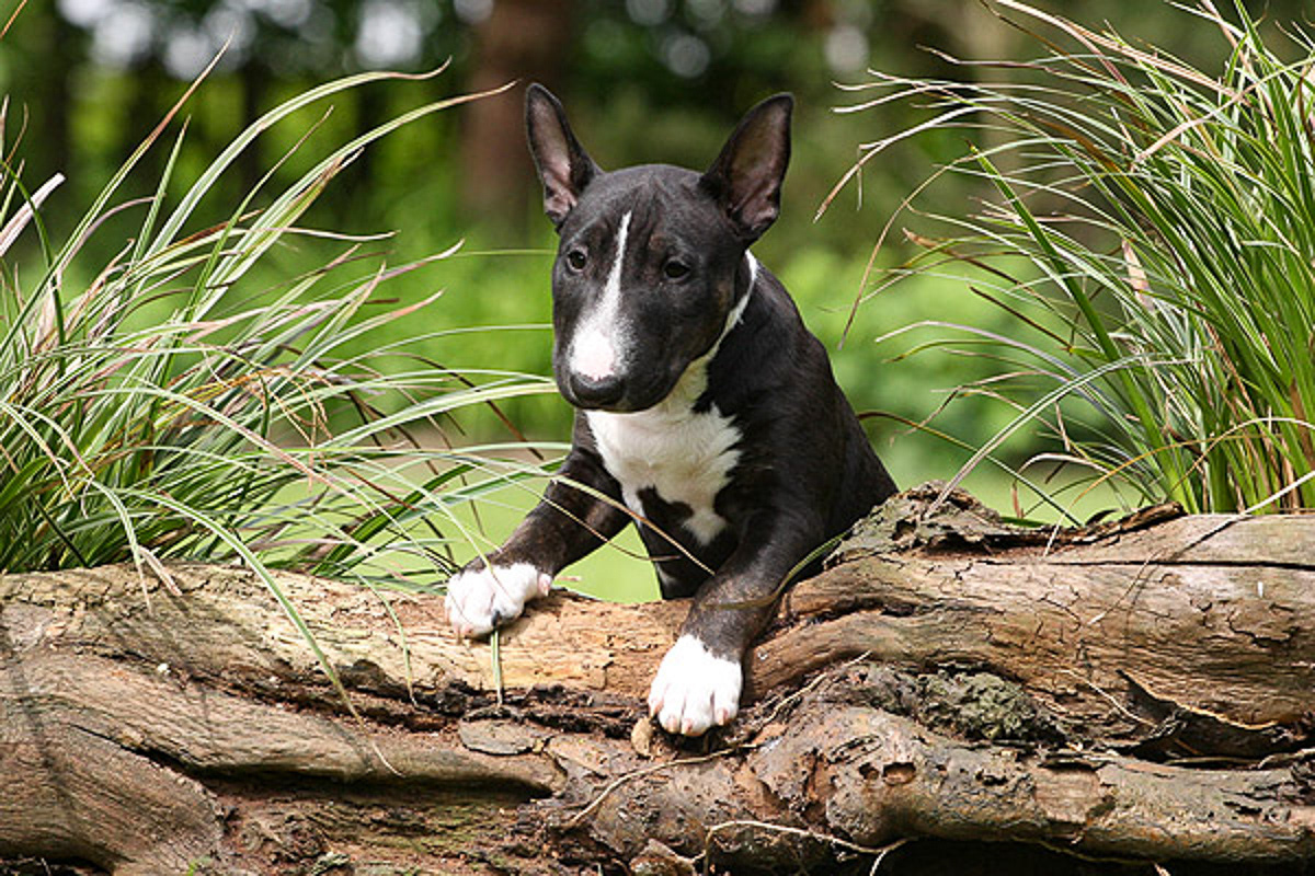 Miniatur Bullterrier