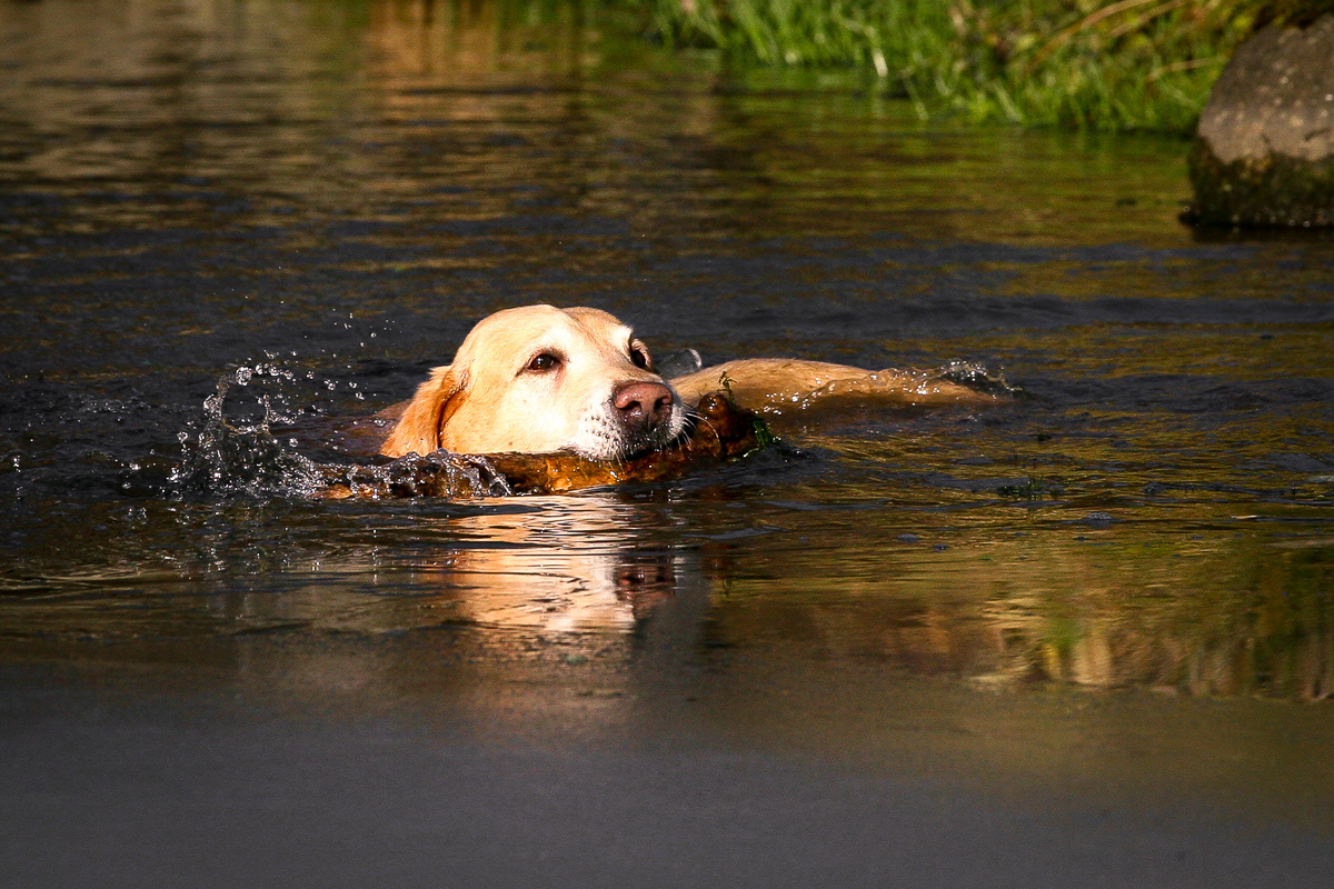 Labrador Retriever