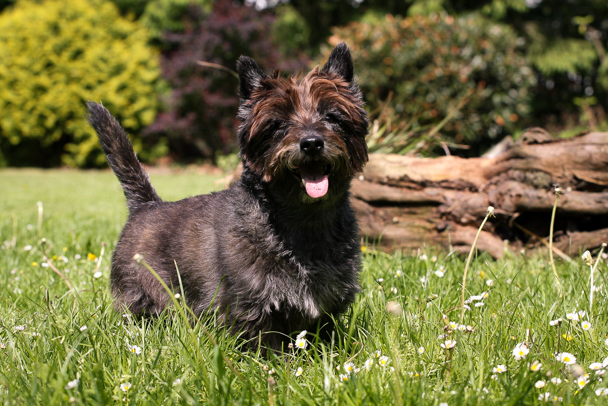 Cairn Terrier