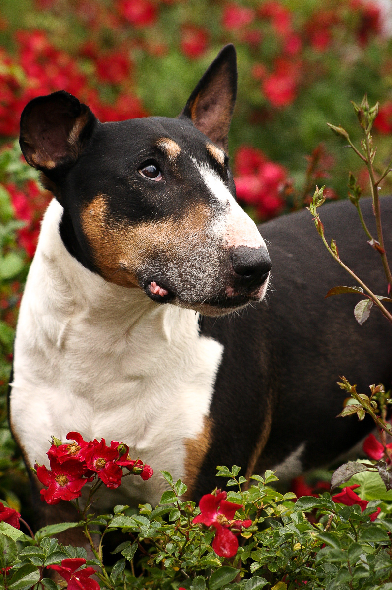 Bullterrier