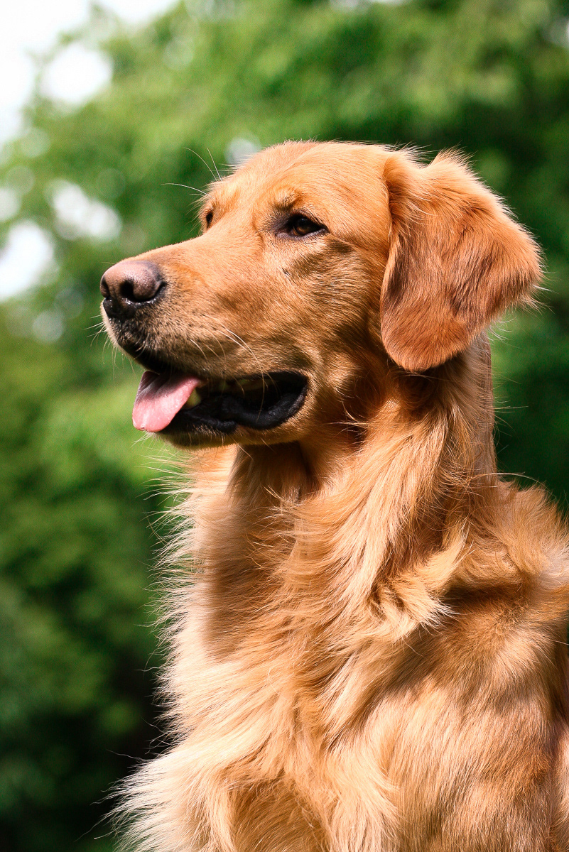 Golden Retriever