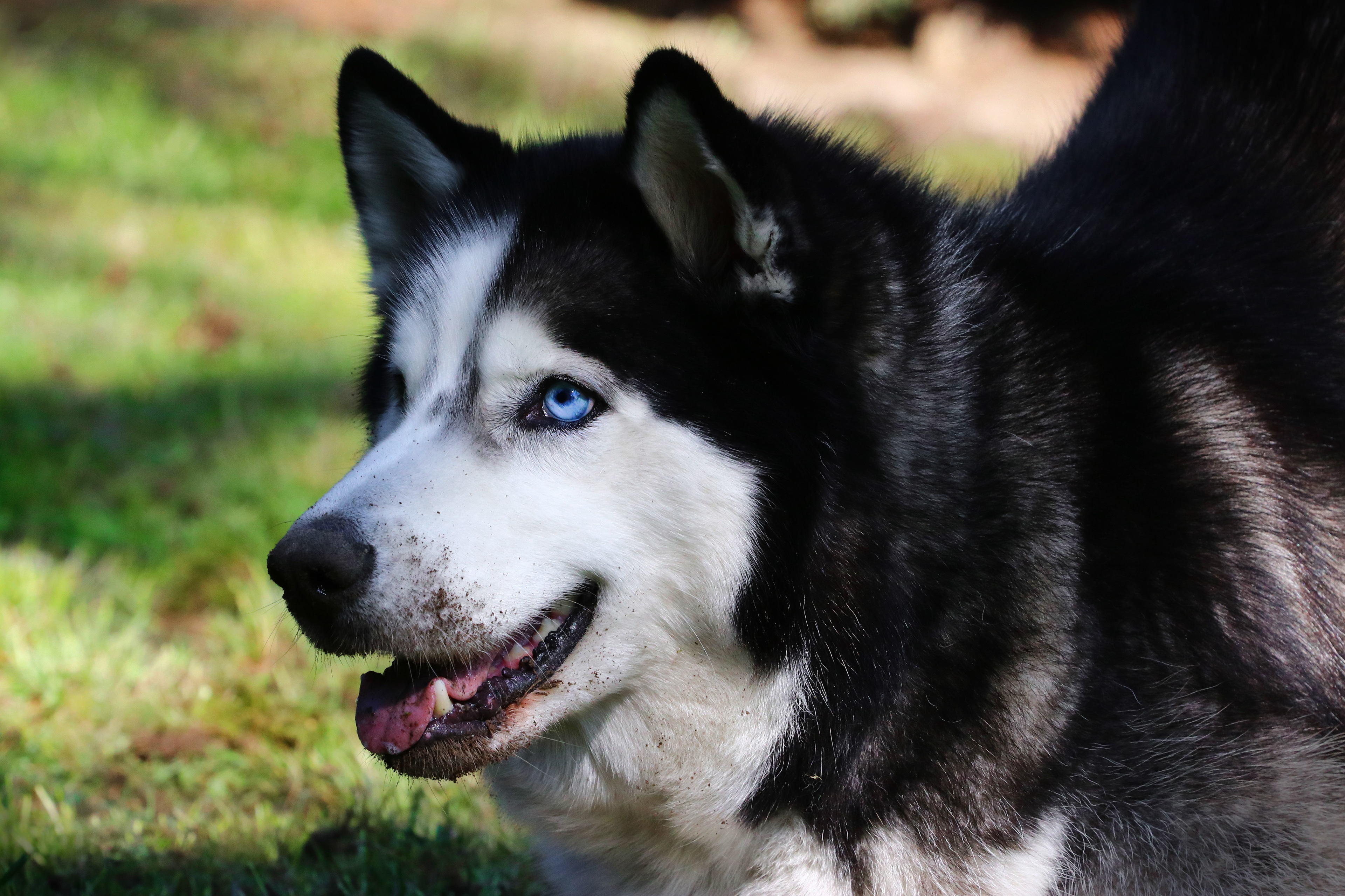 Husky