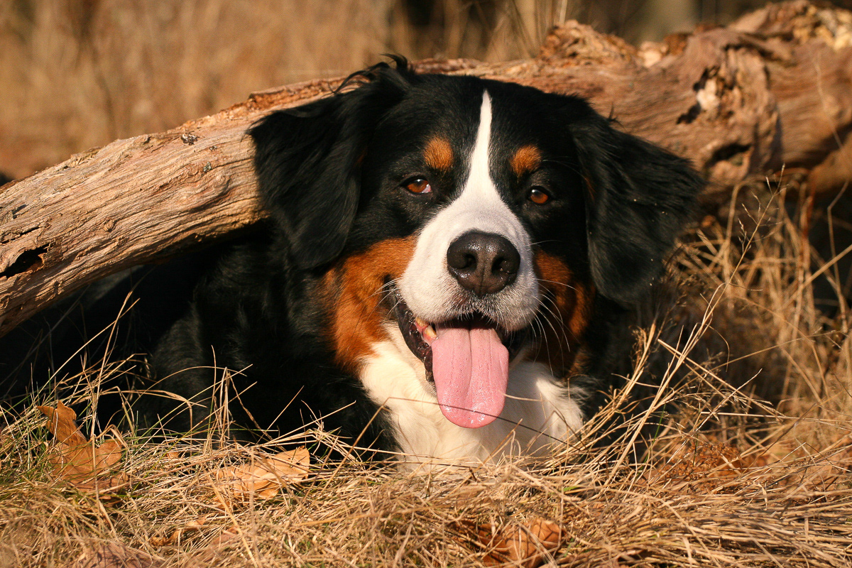 Berner Sennenhund