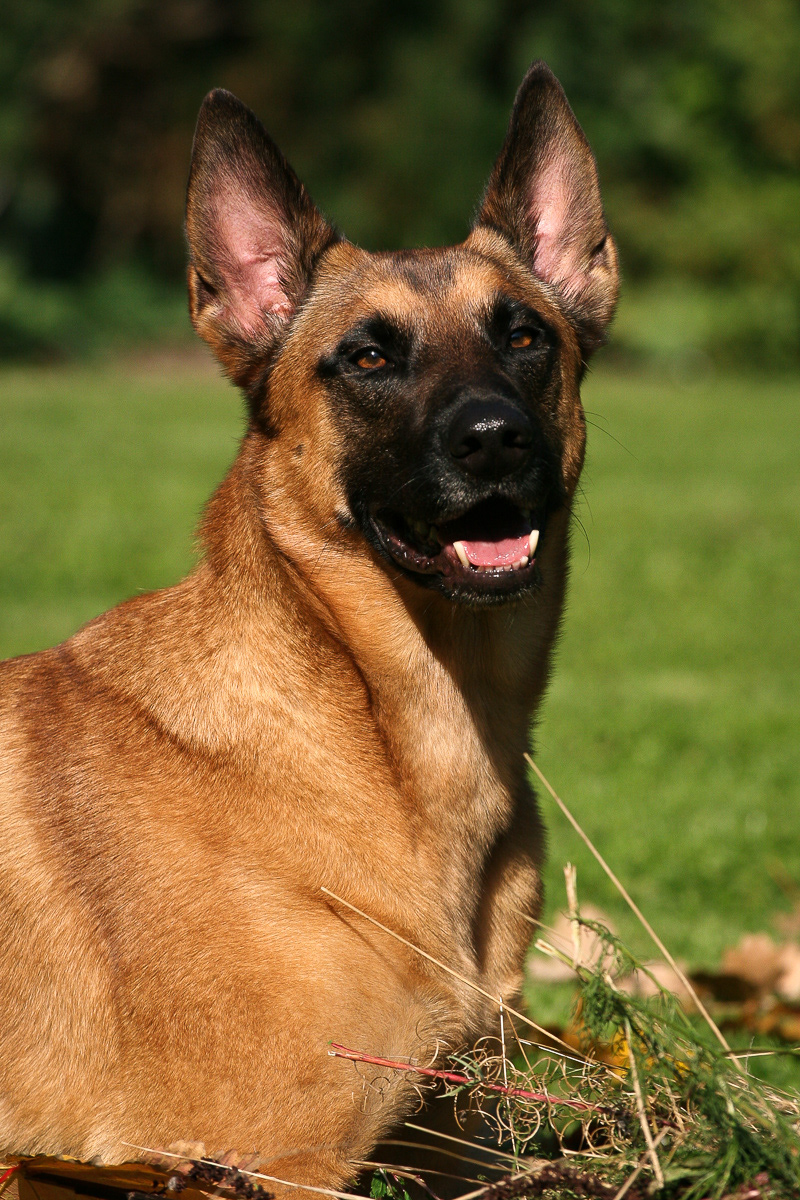 Belgischer Schäferhund