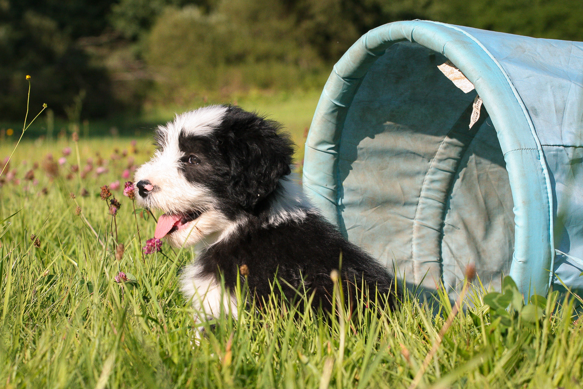 Bearded Collie