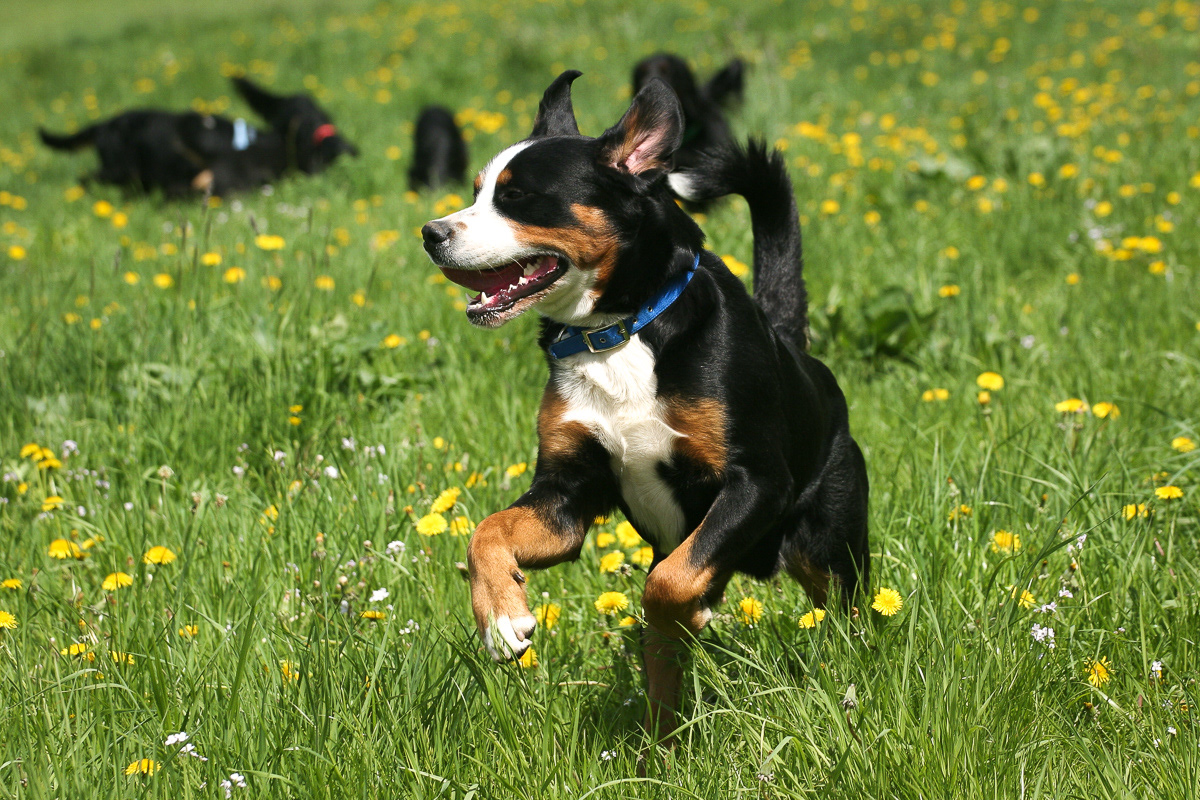 Großer Schweizer Sennenhund