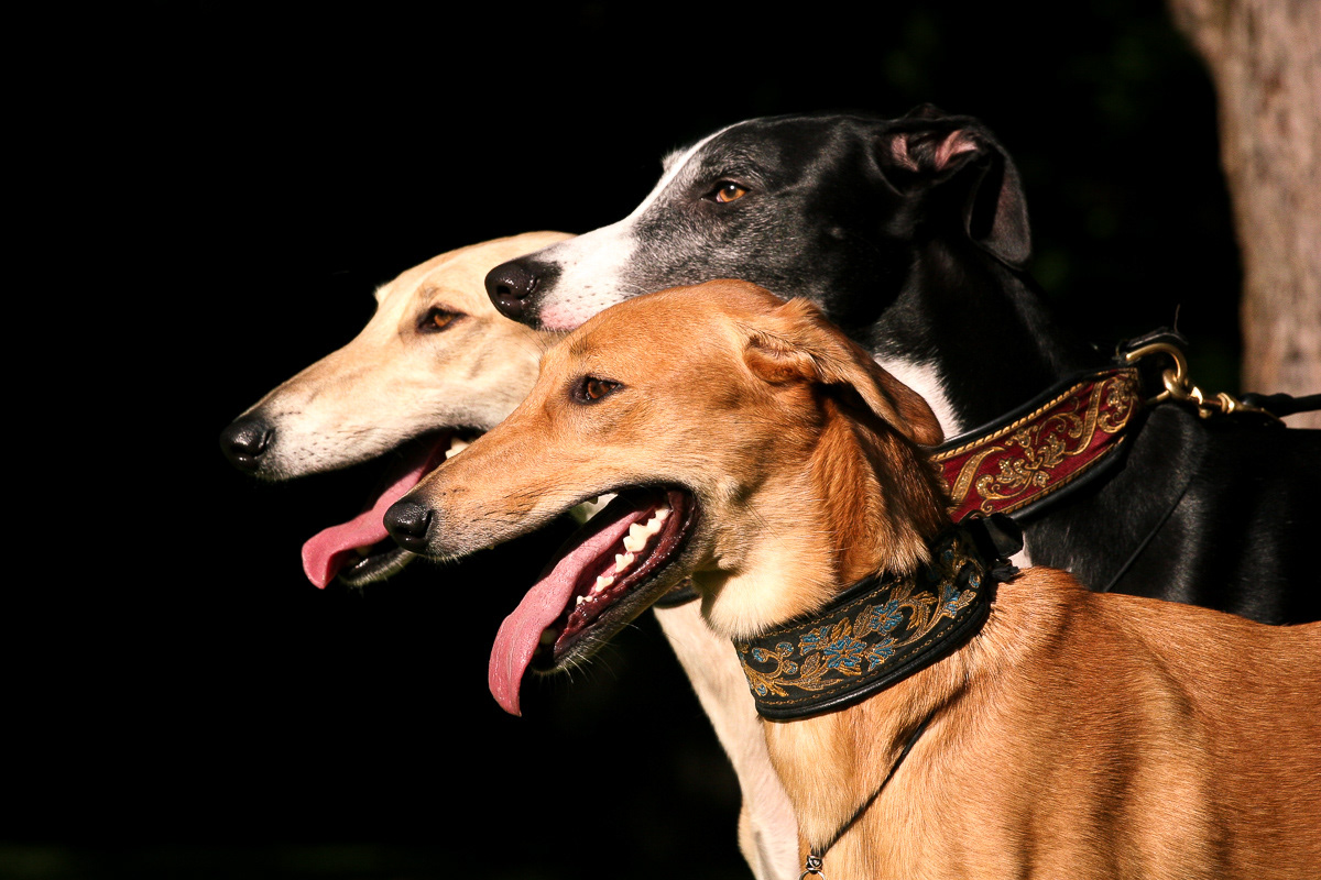 Galgo