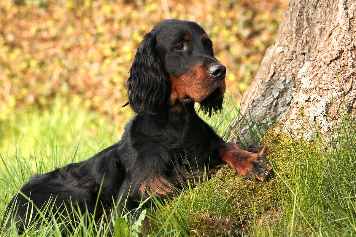 Gordon Setter