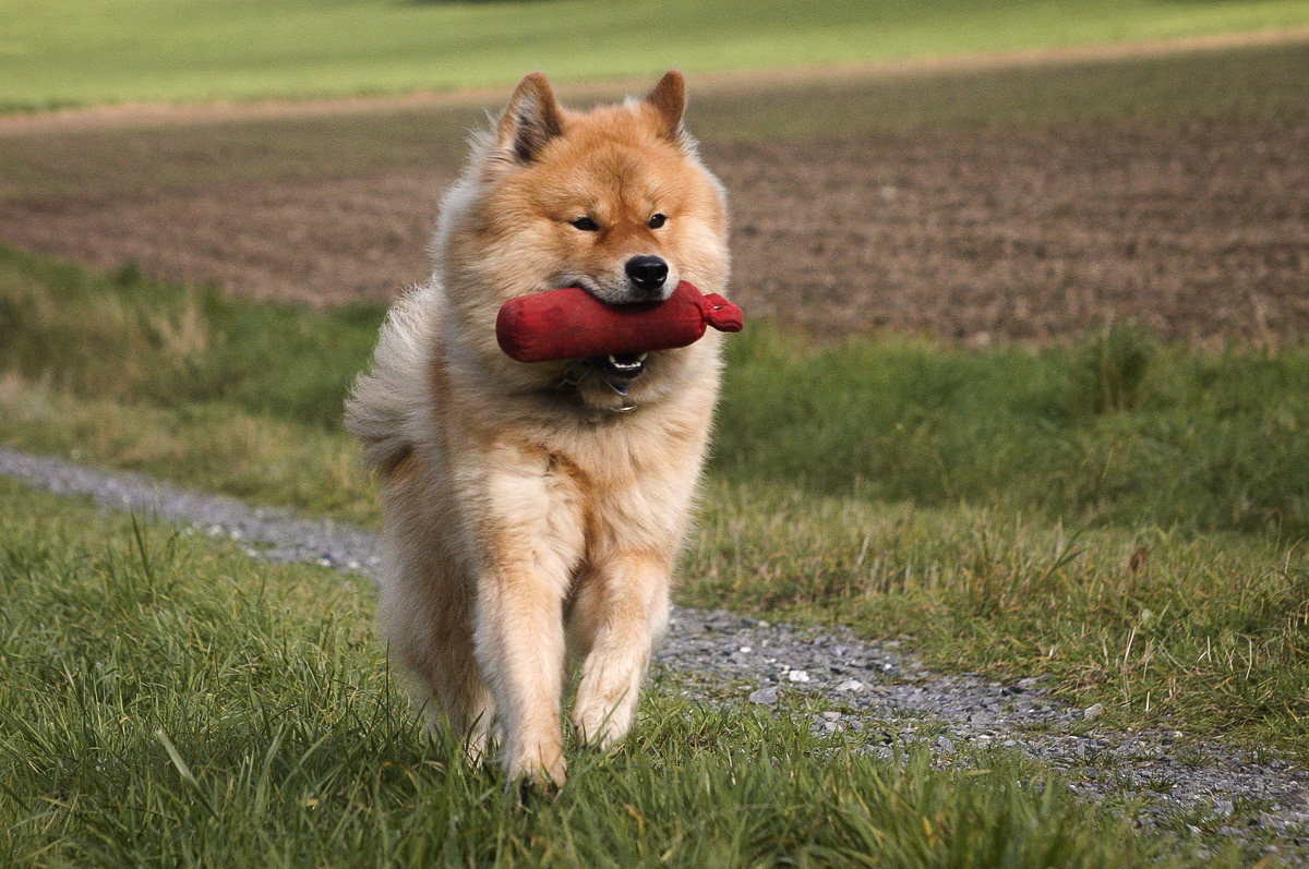 Eurasier