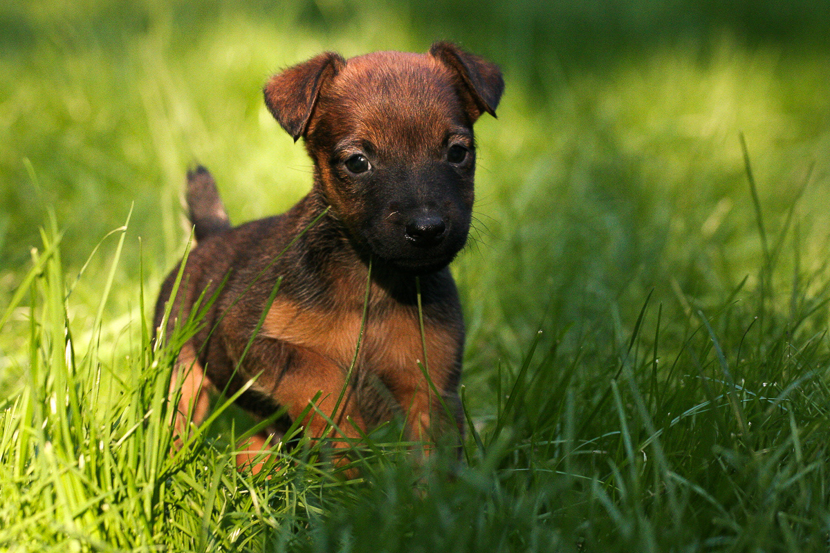 Westfalen Terrier