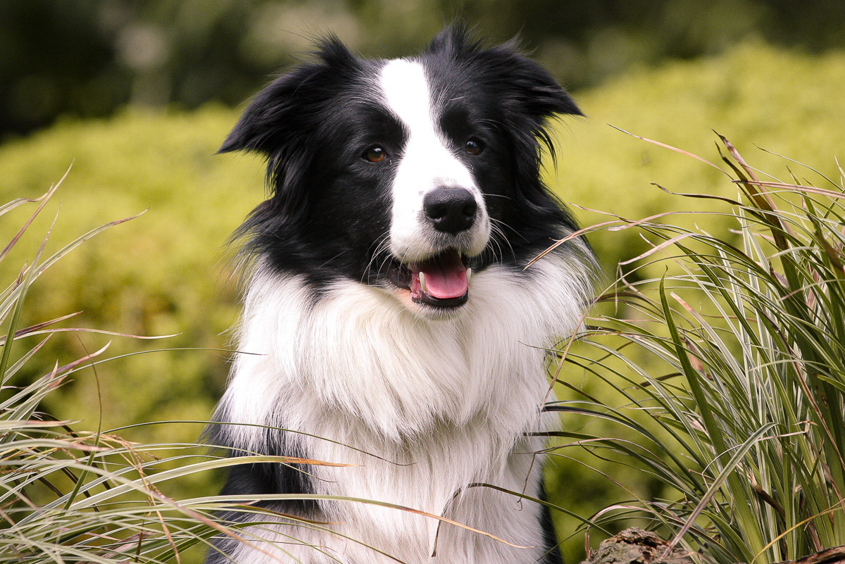 Border Collie