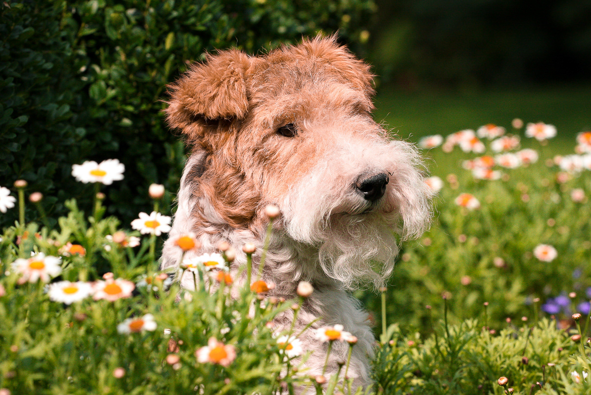 Foxterrier