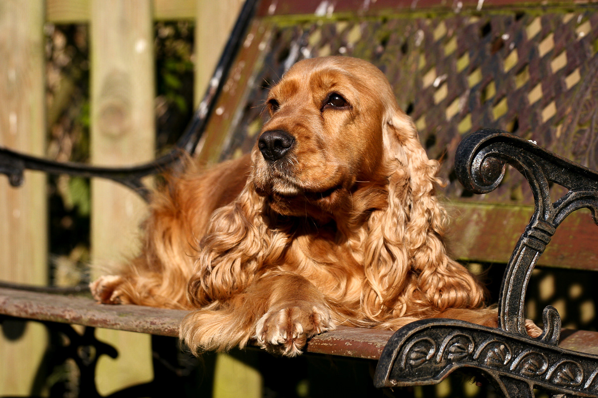 Cocker Spaniel