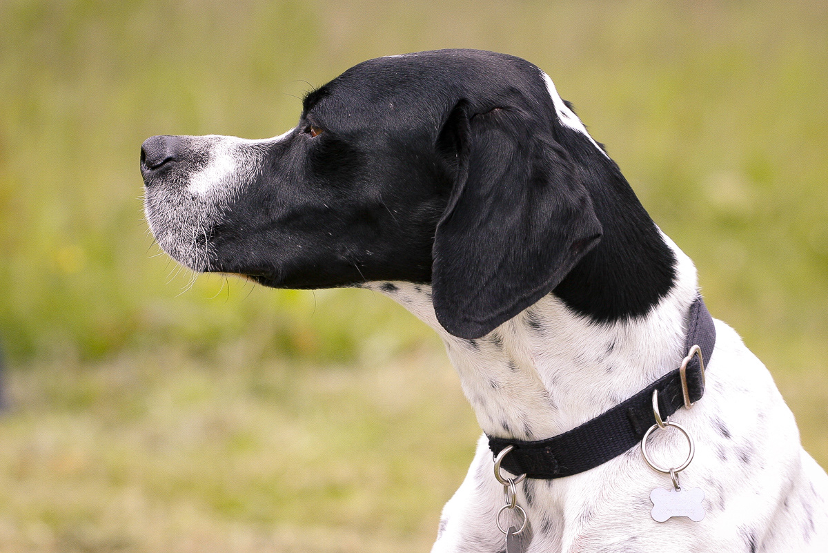 Pointer