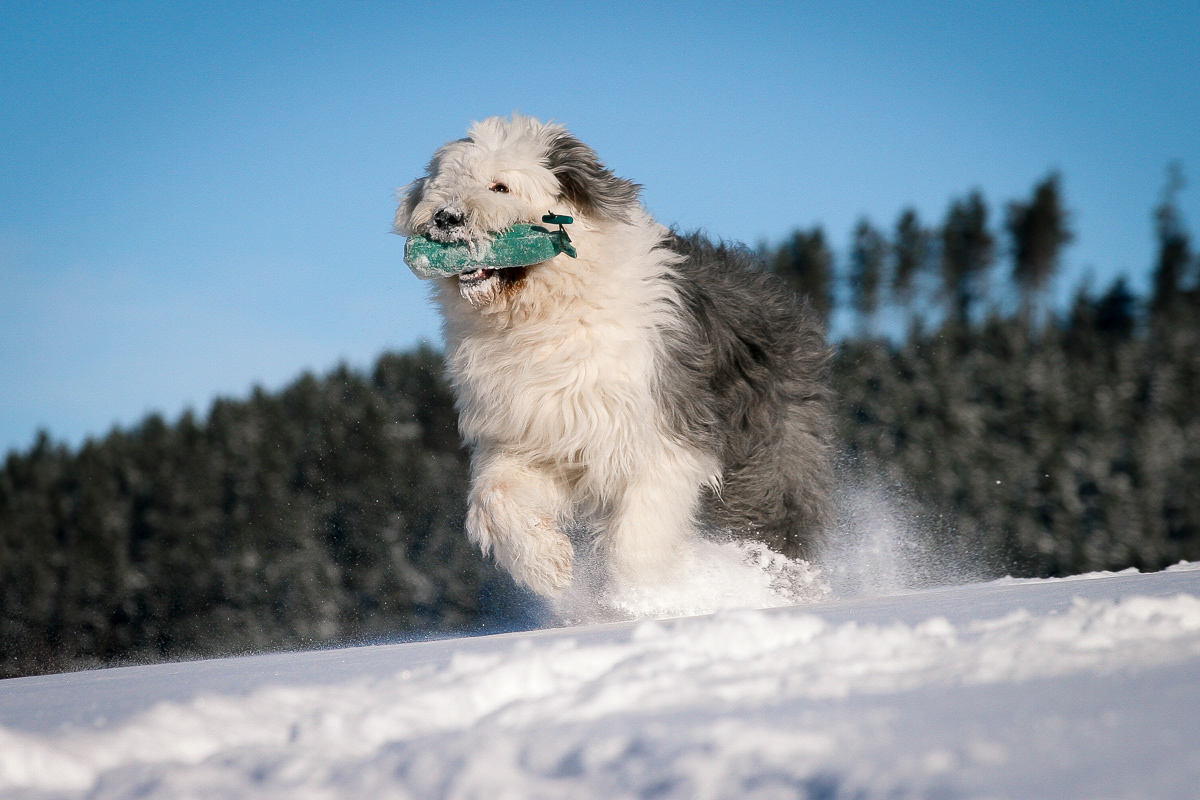 Bobtail
