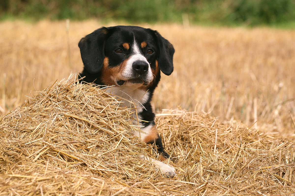 Entlebucher Sennenhund