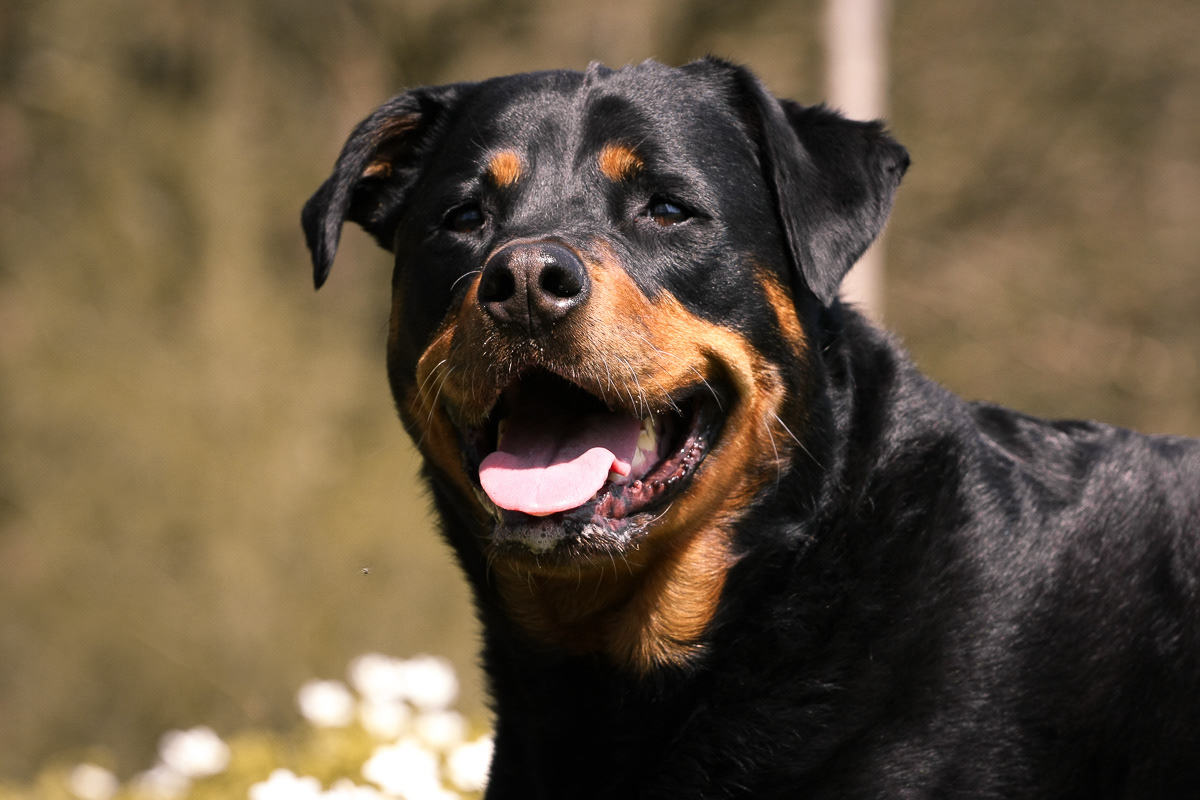 Rottweiler