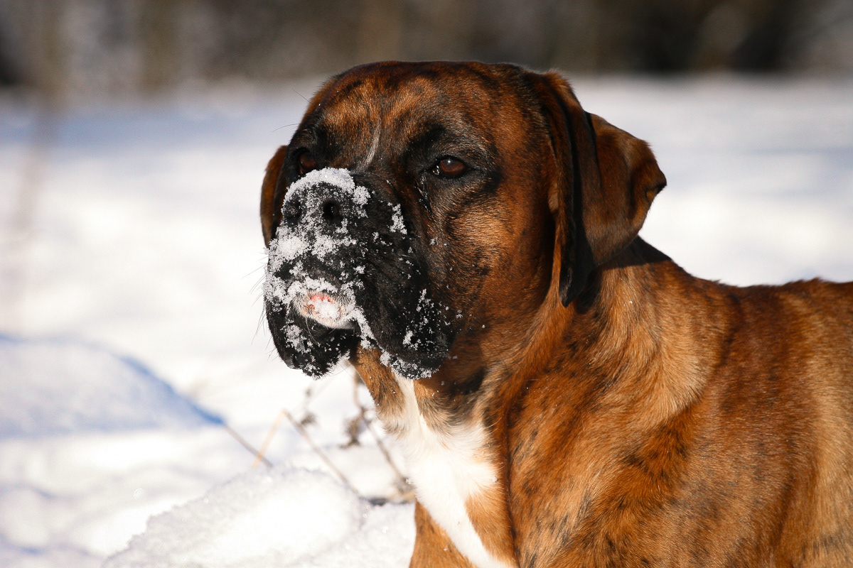 Boxer