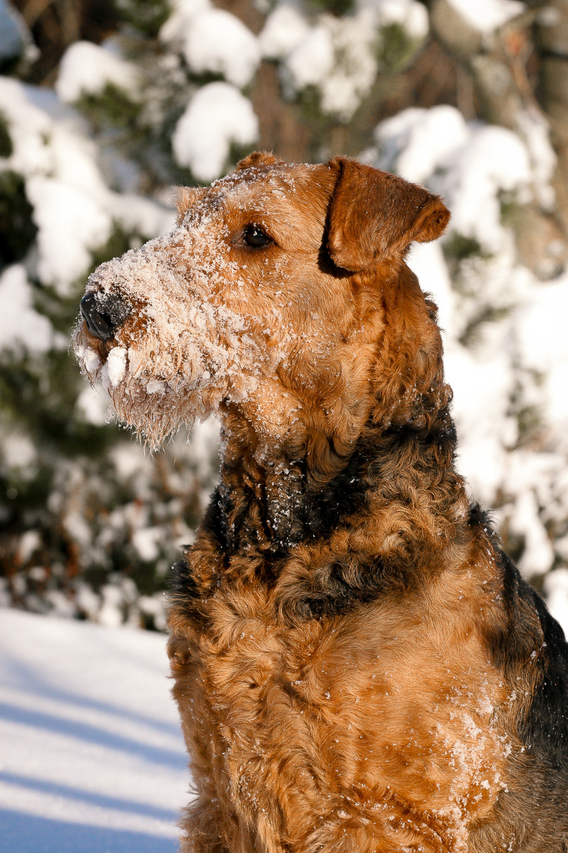 Airedaile Terrier