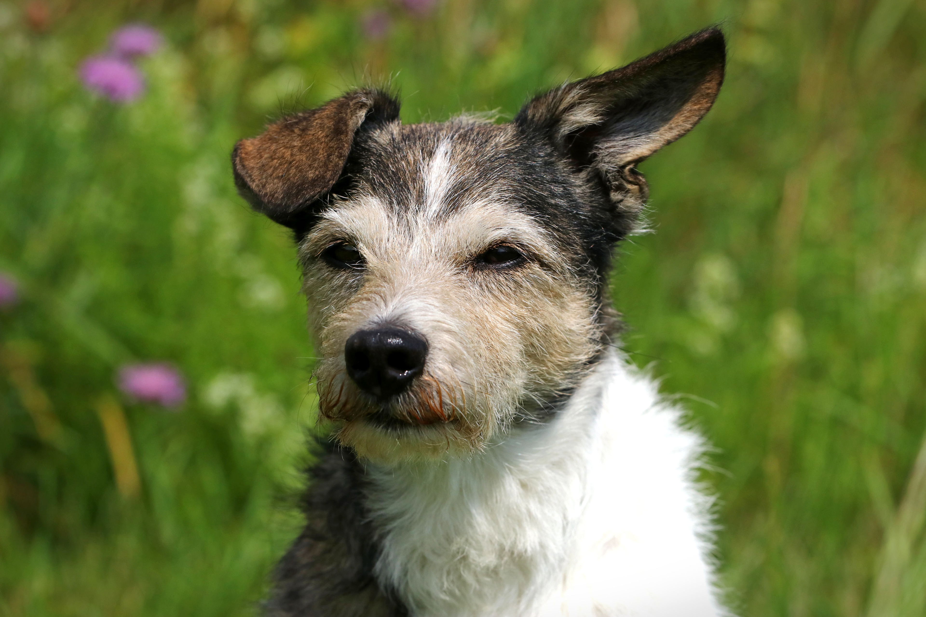 Jack Russell Terrier