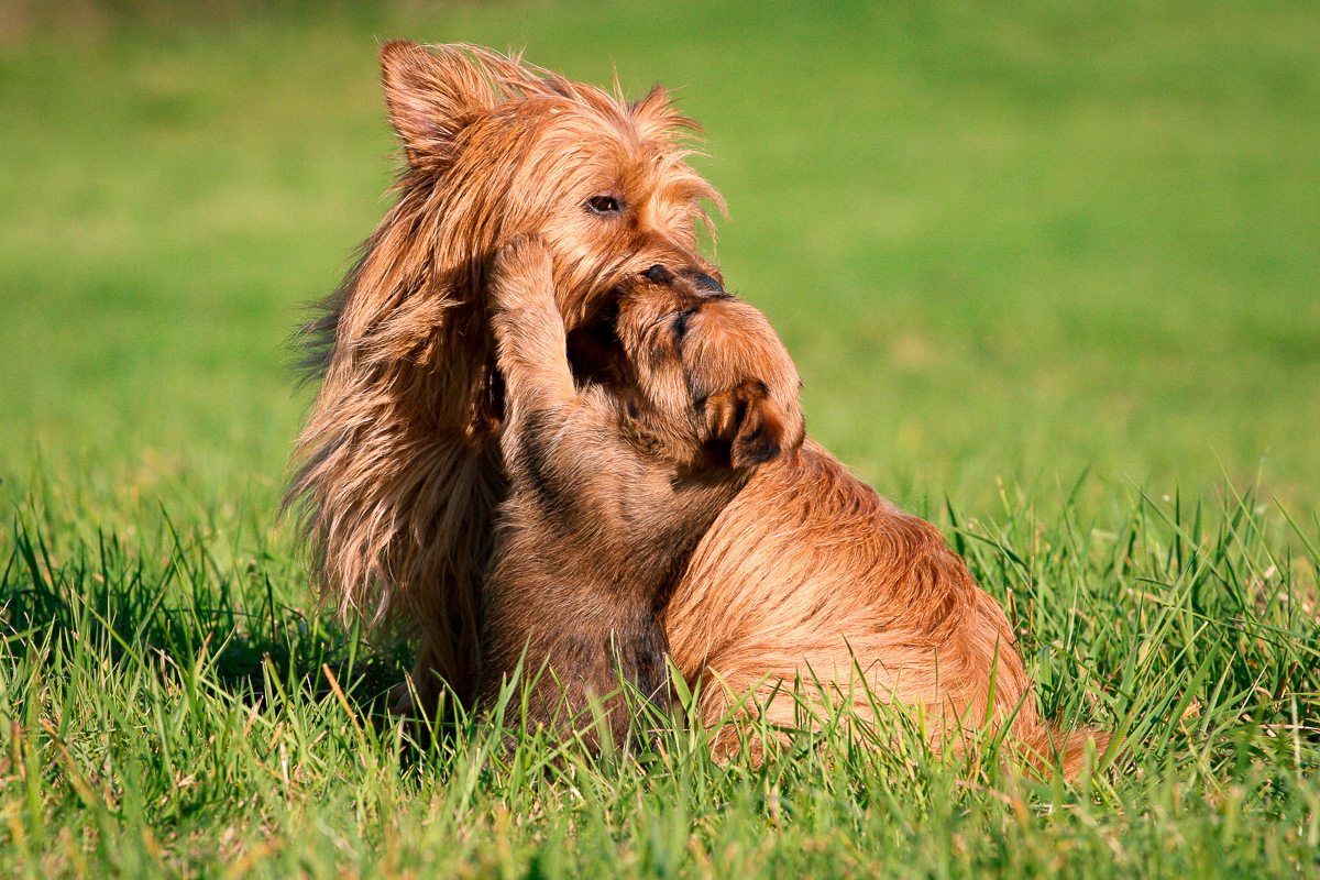 Australian Terrier