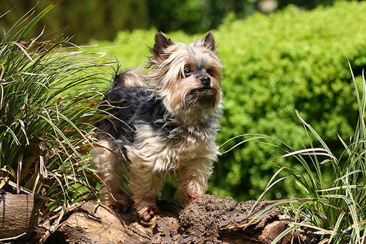 Yorkshire Terrier