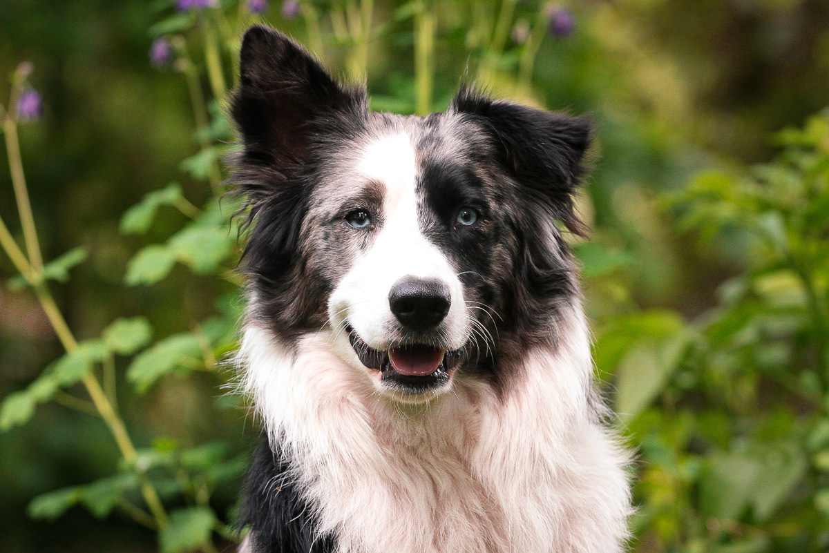 Austalian Shepherd