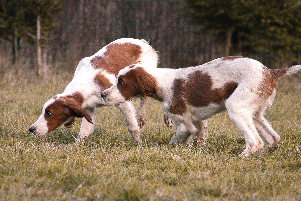Irish Red and White Setter