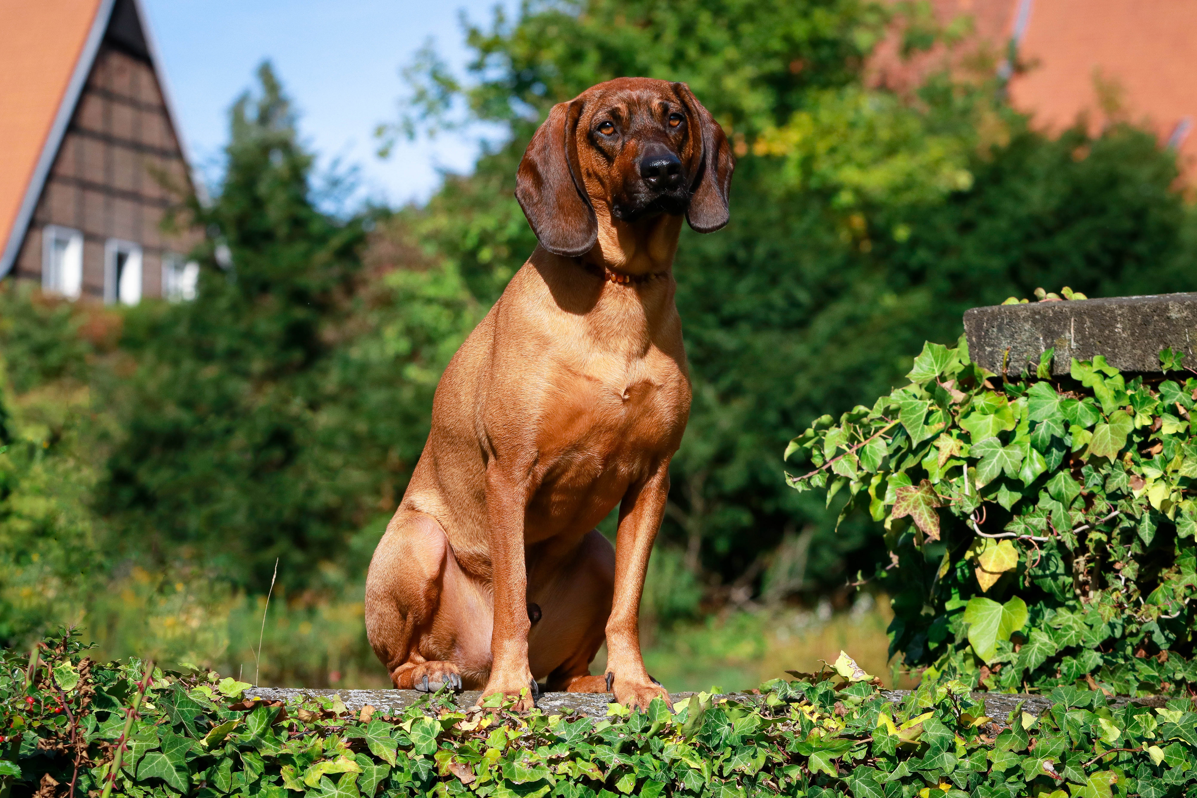Bayerischer Gebirgsschweißhund