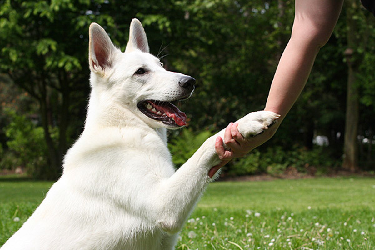 Schweizer Schäferhund