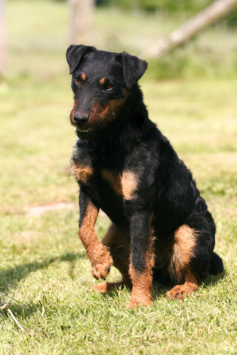 Deutscher Jagdterrier