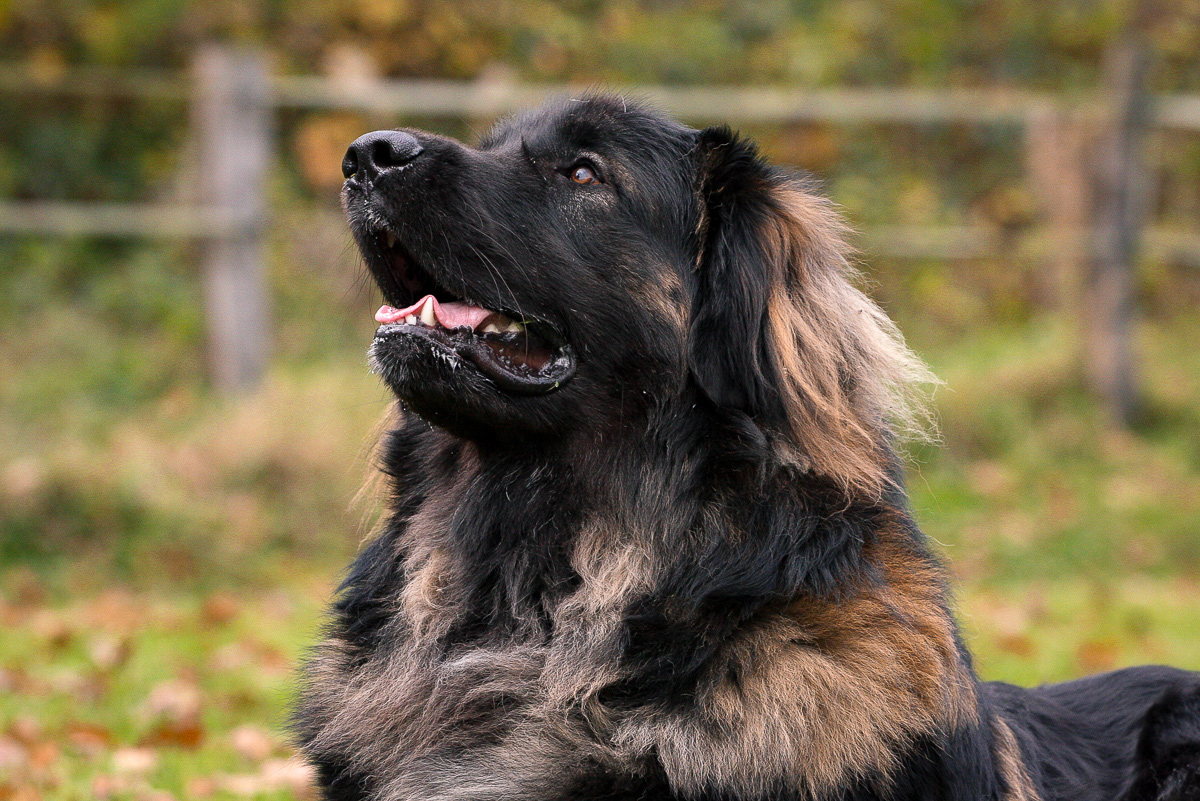 Leonberger