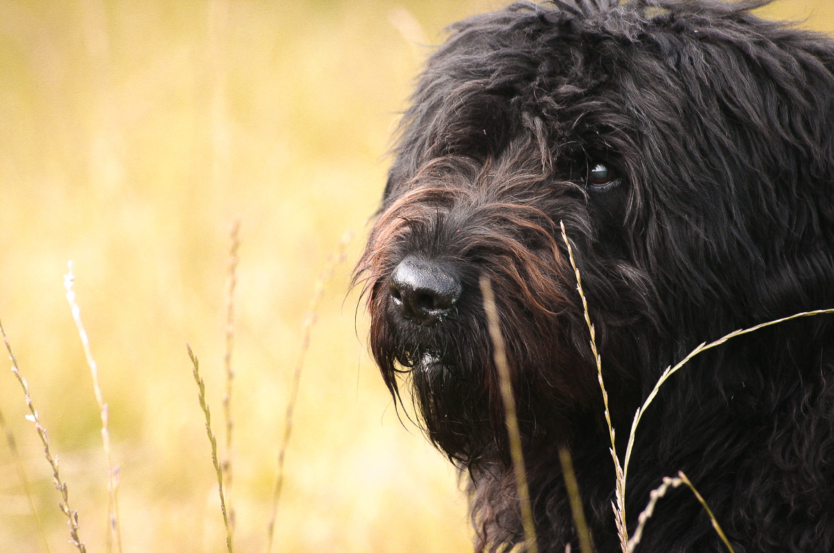 Bouvier de Flandres