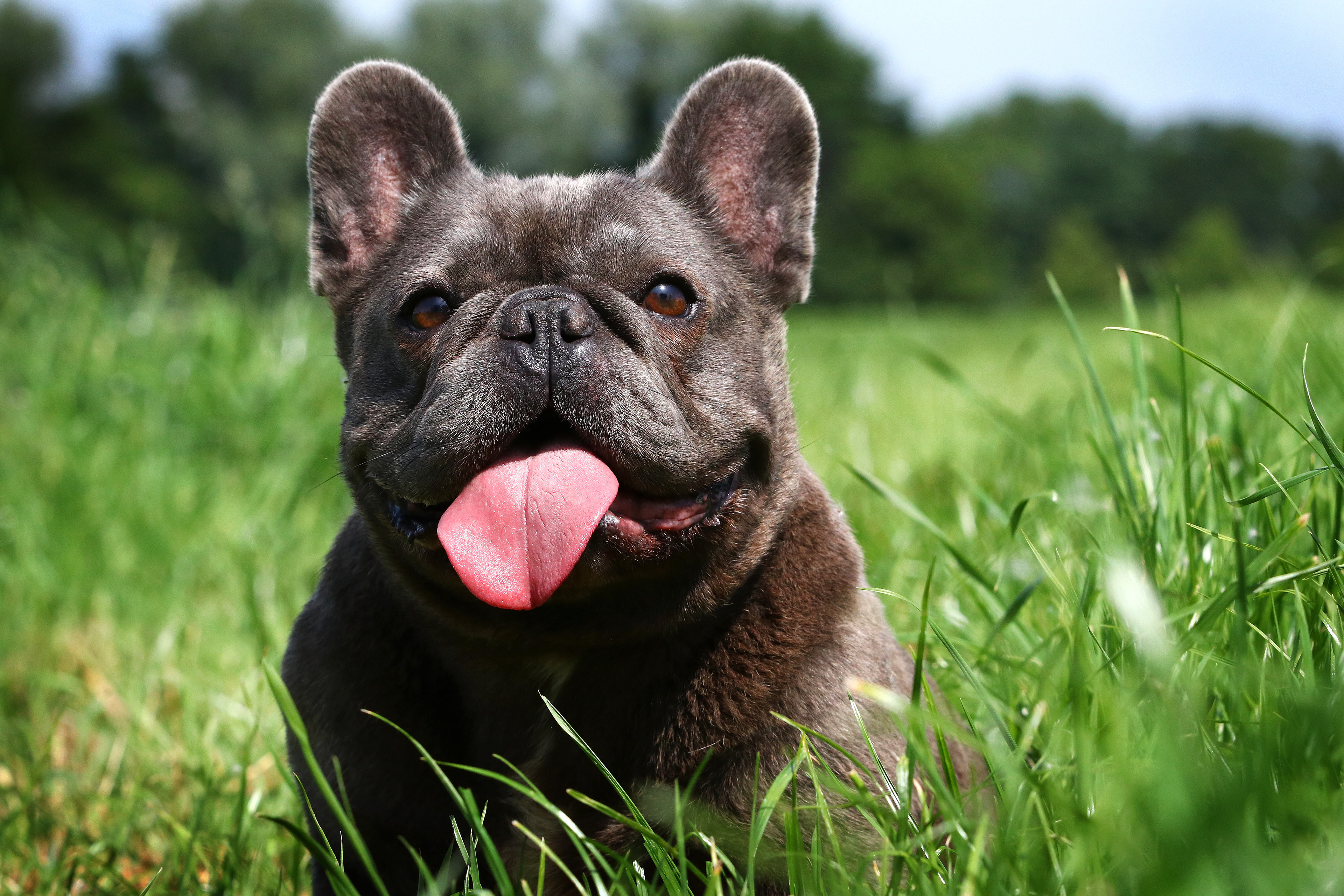 Französische Bulldogge
