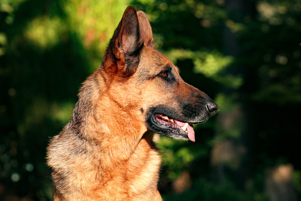 Deutscher Schäferhund