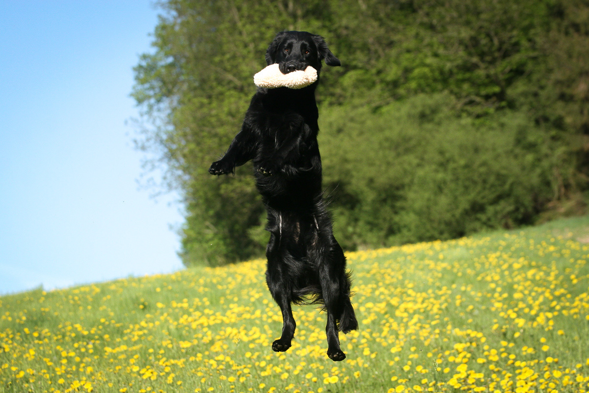 Flat Coated Retriever