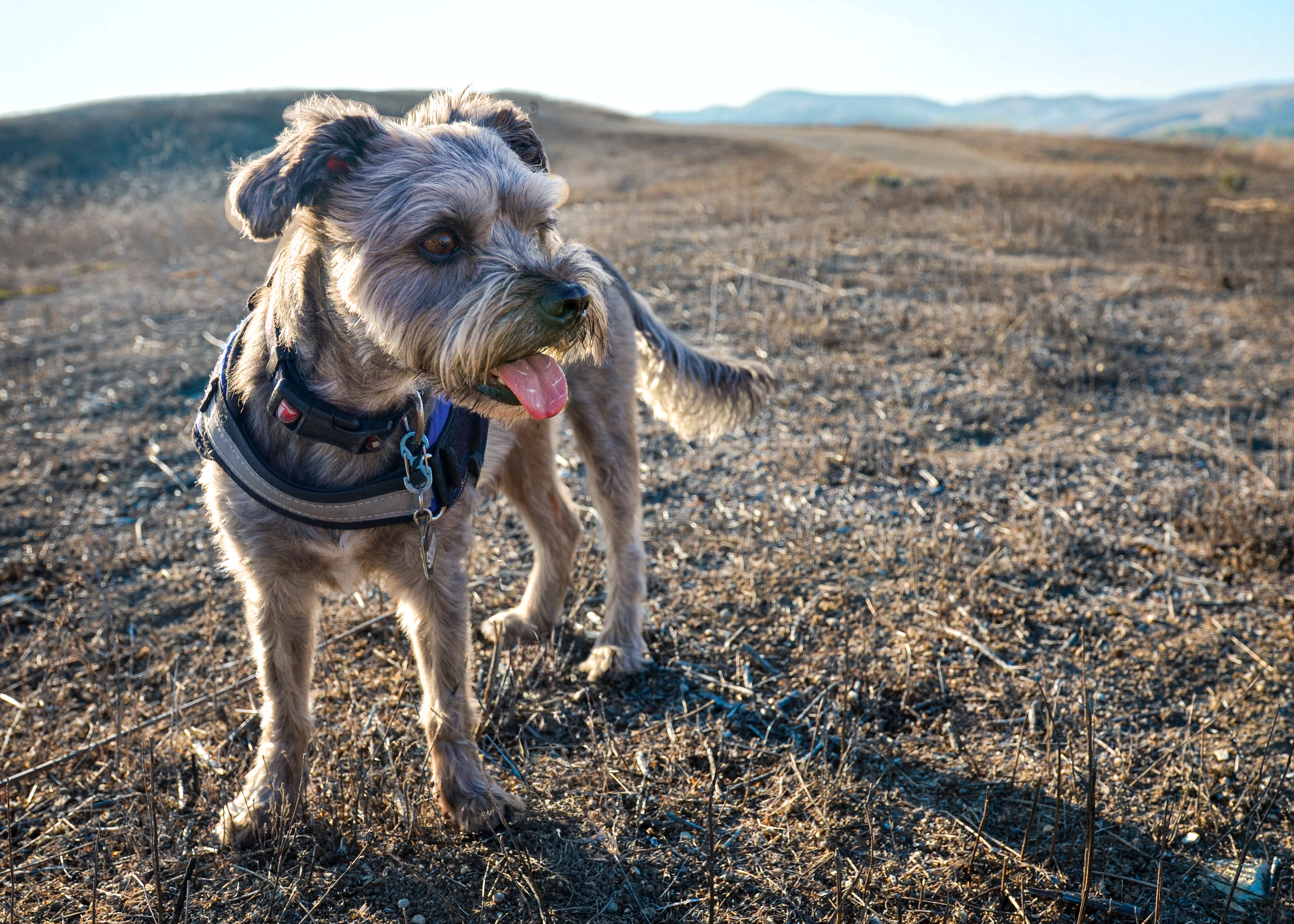 Cooper, a Shih Tzu–terrier rescue dog, hiking — Chino Hills, CA