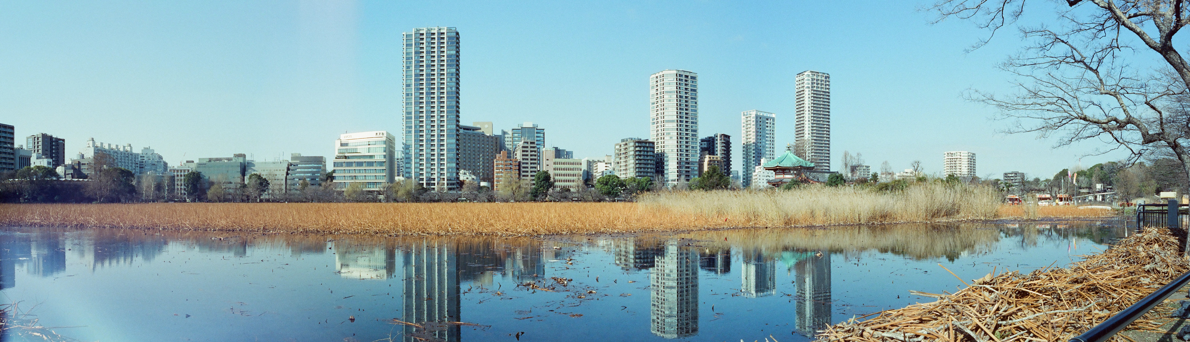 panorama of Shinobazu Pond