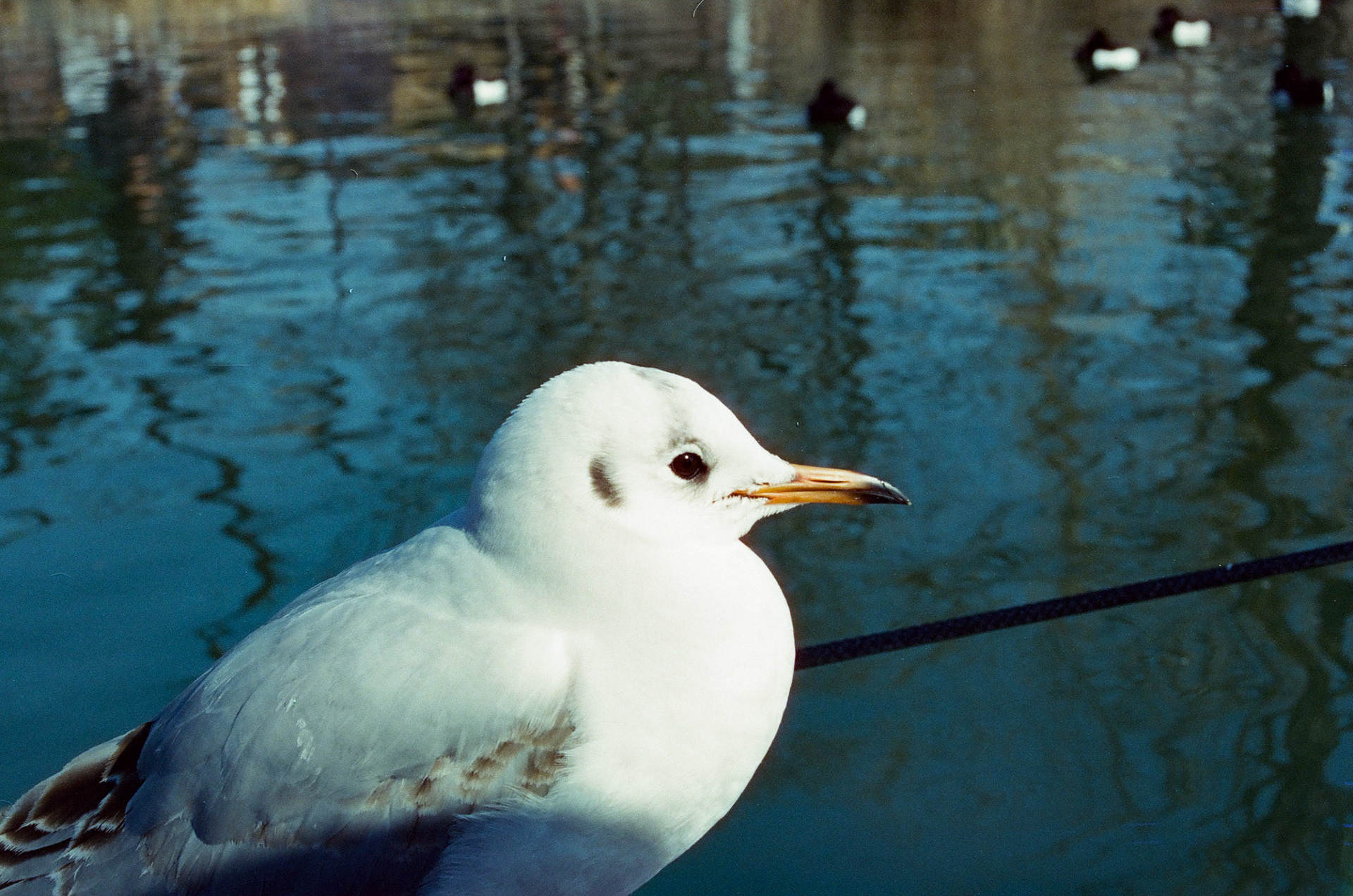 taken from a swan pedal boat