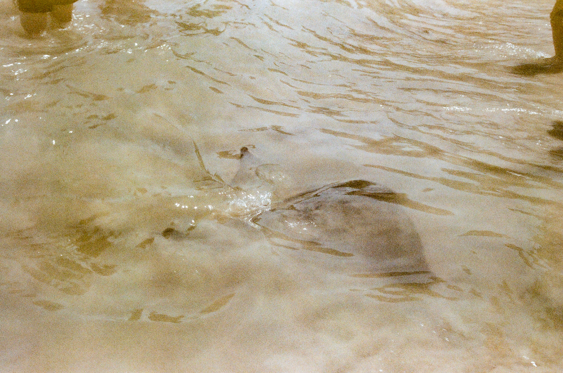Attempted photo of a Stingray
