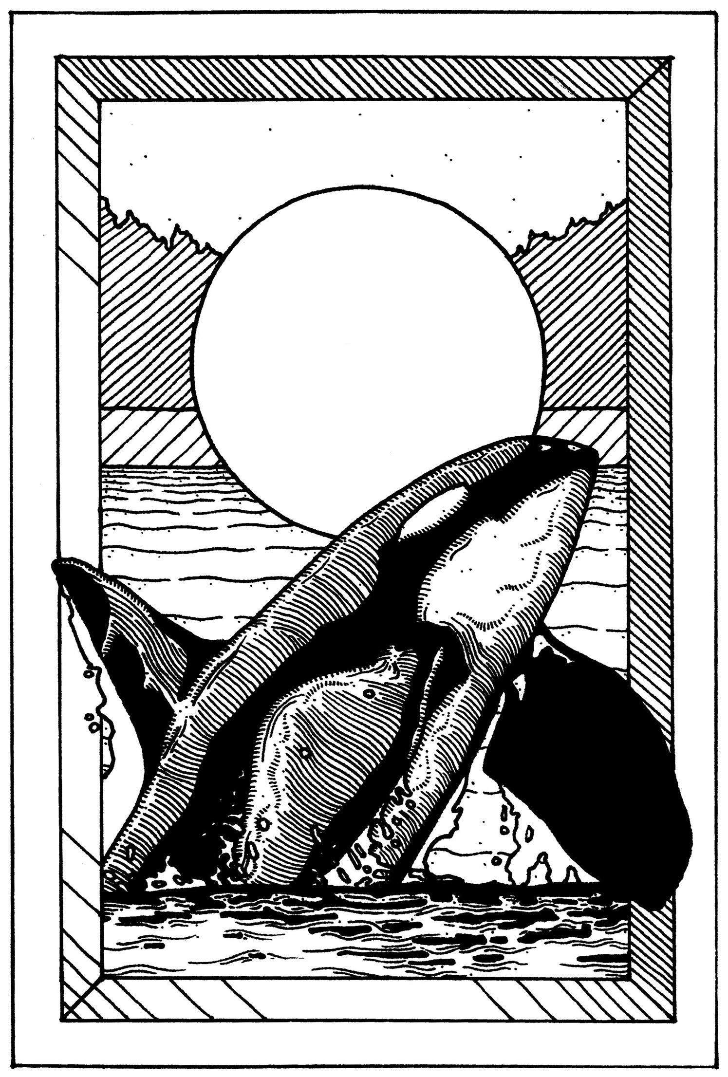 Custom Illustration: Orca