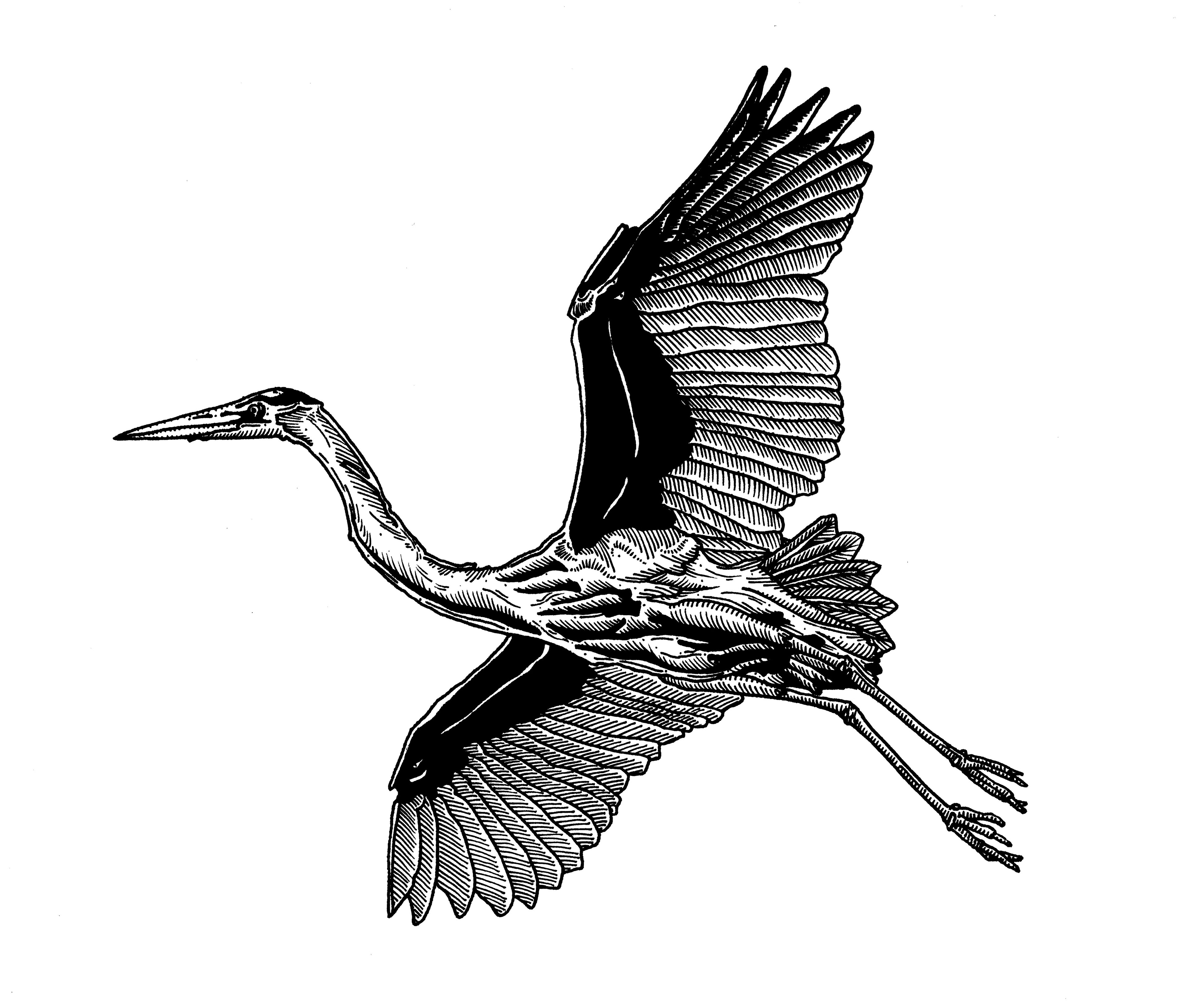 Tattoo Design: Heron