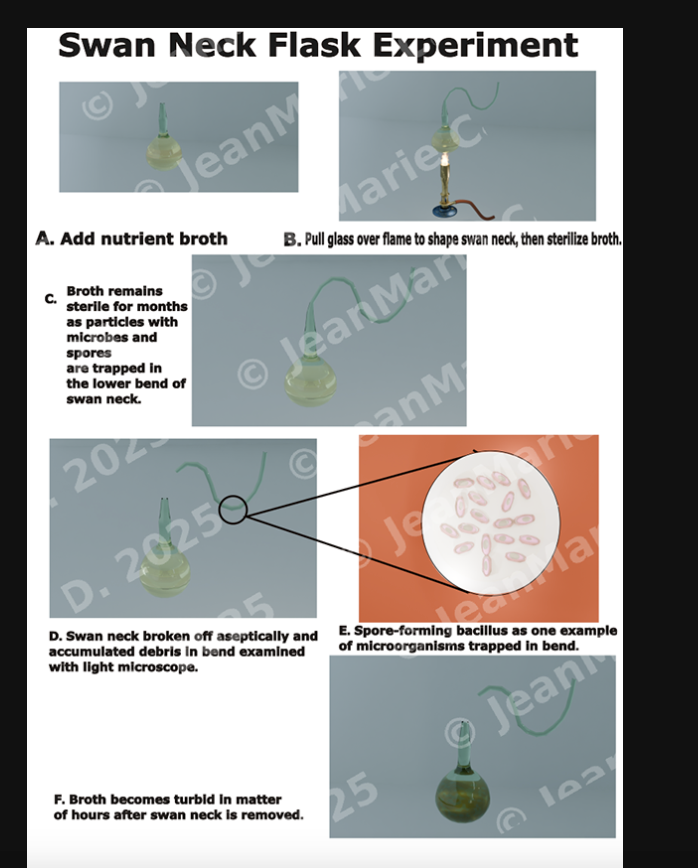 Swan Neck Flask Experiment - STEM Educational Explainer