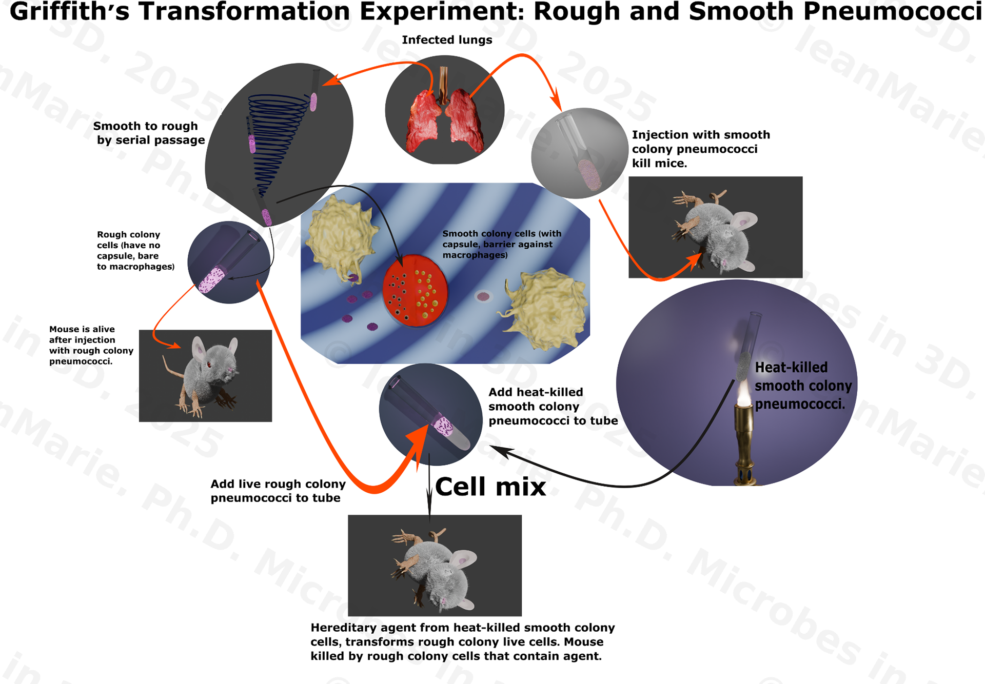 Griffith’s Transformation Experiment — evidence for a heritable “transforming principle” that confers virulence in bacteria.