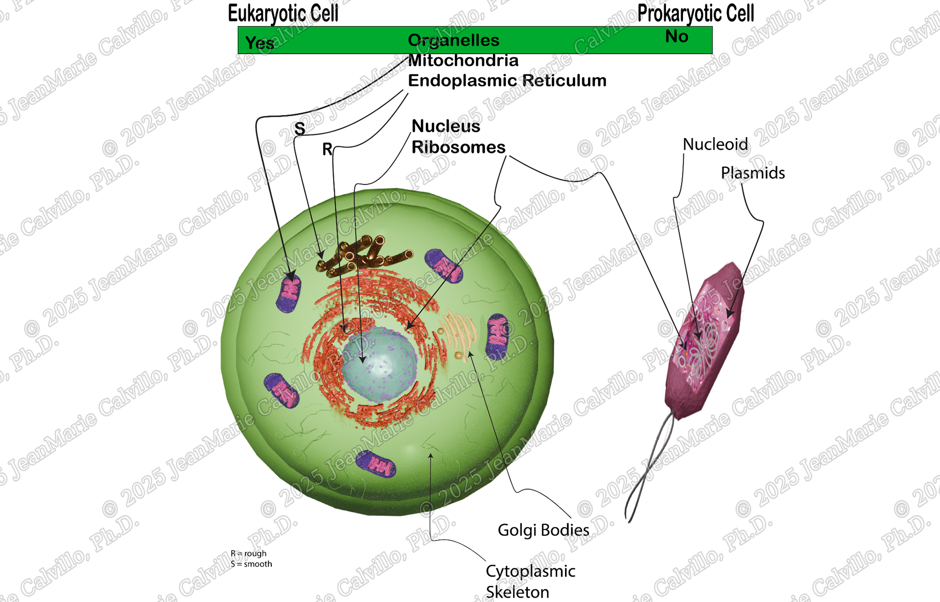 Eukaryote vs. Prokaryote cell comparison - STEM Educational Explainer