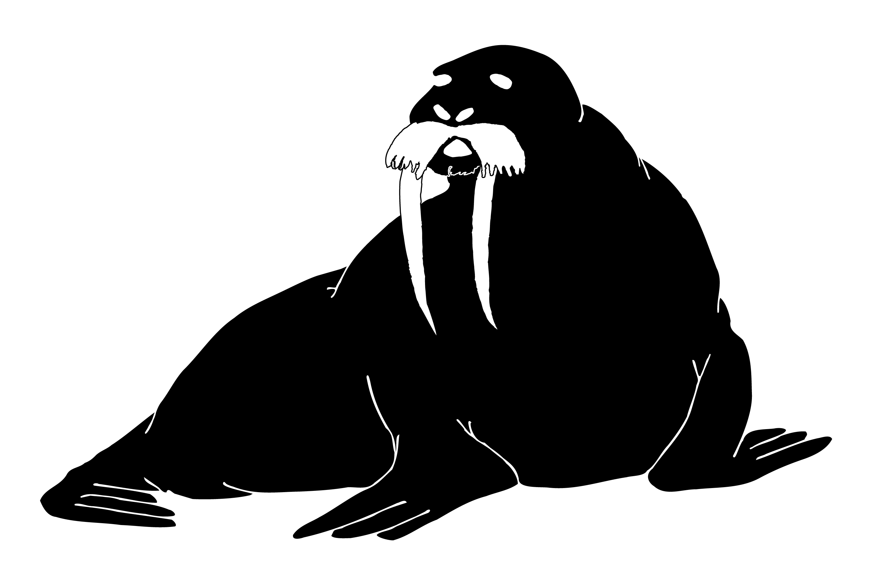Walrus